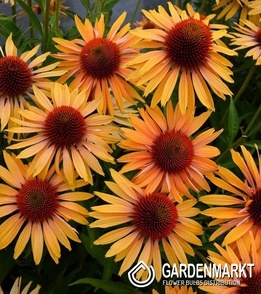 Echinacea Big Kahuna Topf 1 St.