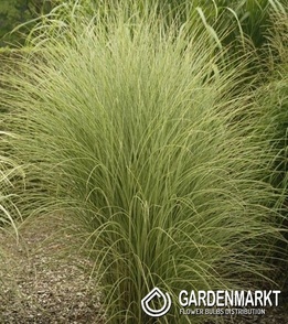 Chinaschilf - Miscanthus sin. Morning Light 1 St.
