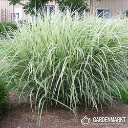 Chinaschilf - Miscanthus sin. Variegatus 1 St.