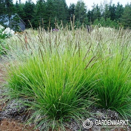 Herbst-Kopfgras - Sesleria autumnalis 1 St.