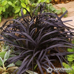 Konwalnik Nigrescens 1 St.