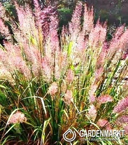 Calamagrostis Acutiflora - Garten-Reitgras 1 St.