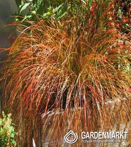 Carex Prairie Fire - Ziegelrote Segge 1 St.