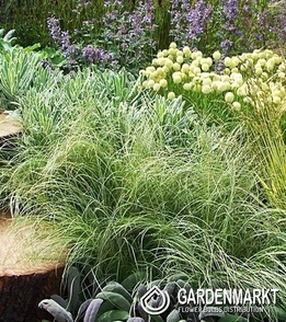 Carex Comans Frosted Curls 1 St.