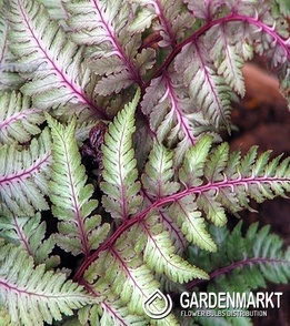 Athyrium nipponicum Metallicum 1 St.
