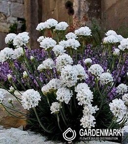 Armeria Maritima White Strand-Grasnelke 1 St.