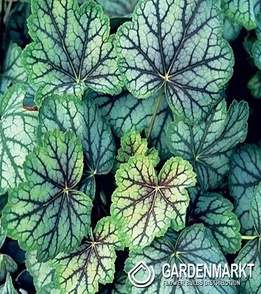 Heuchera Green Spice Purpurglöckchen 1 St.