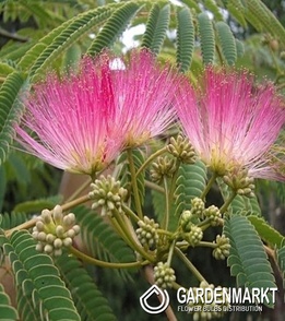 Albizia Julibrissin Seidenbaum 1 St.