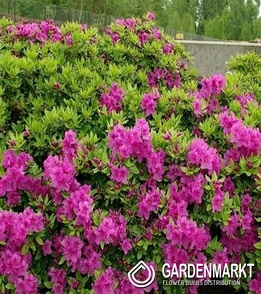Azalea Konigstein - Azalee Konigstein 1 St.