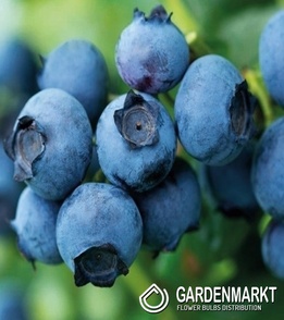 Kulturheidelbeere Vaccinium Corymbosum Duke 1 St.