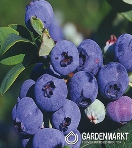 Kulturheidelbeere Vaccinium Corymbosum Darrow 1 St.