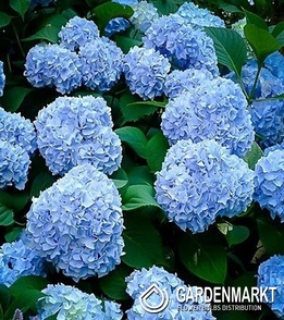 Hydrangea Macrophulla Nikko Blue Gartenhortensie 1 St.