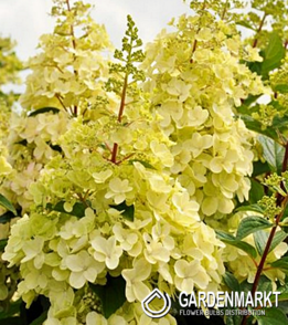 Hydrangea Paniculata Candlelight Rispenhortensie 1 St.