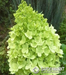 Hydrangea Paniculata Limelight Rispenhortensie 1 St.