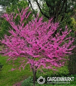 Cercis Canadensis - Kanadischer Judasbaum 1 St.