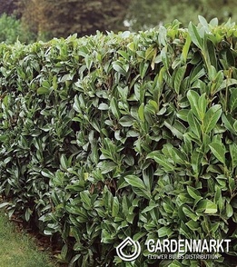 Prunus Laurocerasus 1 St.