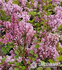 Zwergflieder - Syringa Meyeri 1 St.