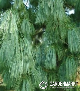 Pinus Wallichiana 1 St.
