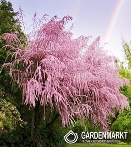 Tamarix Tetrandra - Frühlings-Tamariske 1 St.