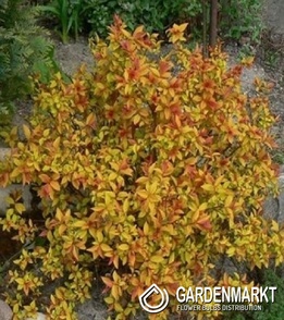 Japanischer Spierstrauch Spiraea Japonica Goldflame 1 St.