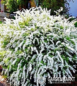Spiraea X Cinerea Grefsheim 1 St.