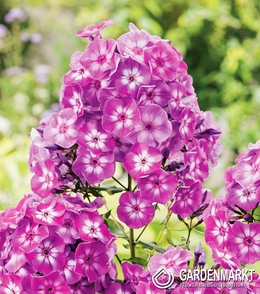 Phlox-Flammenblume Laura 1 St.