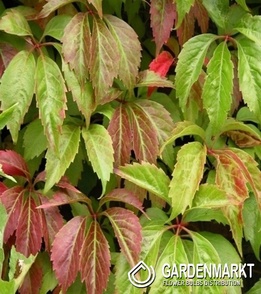 Parthenocissus Quinquefolia Wilder Wein 1 St.