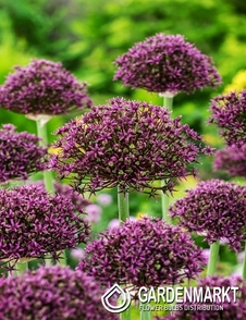 Zierlauch Allium Magic 3 St.