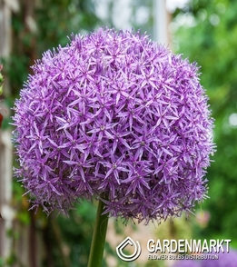 Zierlauch Allium Universe 1 St.