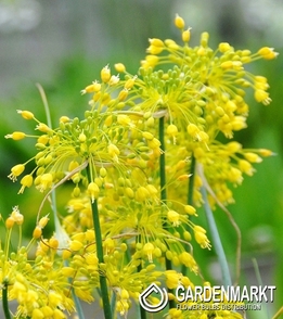 Zierlauch Allium Chloranthum 3 St.