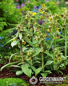 Kaiserkrone Fritillaria Sewerzowii Green Eyes 1 St.