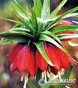 Kaiserkrone Fritillaria Rot XXL 1 St.