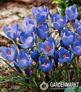 Großblumiger Krokus Aqua 10 St.