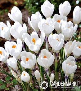 Großblumiger Krokus Ice Queen 10 St.