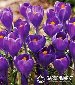 Großblumiger Krokus Blue Ocean 10 St.