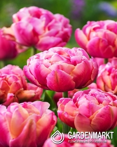 Tulpe Gefüllte Pink Cameo 5 St.