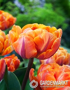 Tulpe Gefüllte Orange Crush 5 St.
