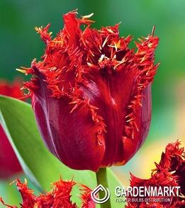 Tulpe Gefranste Valery Giergiev 5 St.