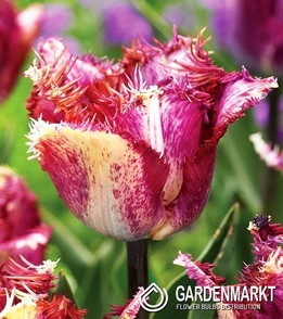 Tulpe Gefranste Color Fusion 5 St.