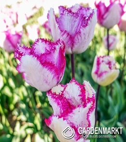 Tulpe Gefranste Lady Smile 5 St.