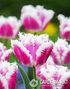 Tulpe Gefranste Hawaii 5 St.