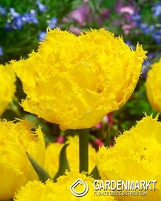 Tulpe Gefranste Lemon Shoot 5 St.