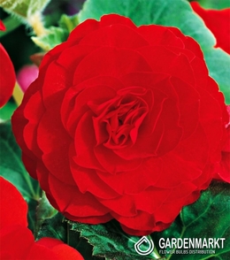 Begonie Doppel Rot 1 St.