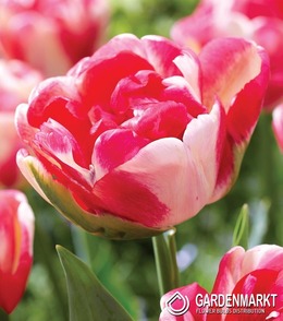 Tulpe Double Blizz 5 St.