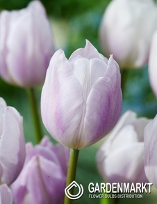 Tulpe Triumph Silver Cloud 5 St.
