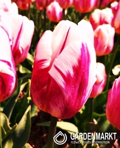 Tulpe Triumph Bojangels 5 St.
