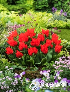 Tulpe Botanische Praestand Fusiller 5 St.