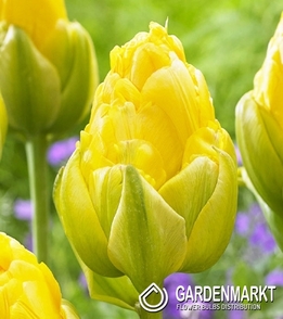 Tulpe Gefüllte Vanilla Coup 5 St.