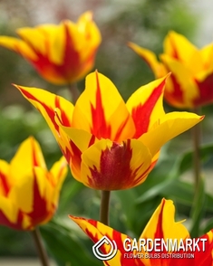 Tulpe Lily Firework 5 St.