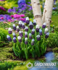 Traubenhyazinthe Muscari Grape Ice  5 St.